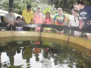 Help hand feed the Sea Turtles: Daily at 11 am, 1 pm and 3:30 pm