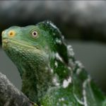Monuriki Crested Iguana is genetically unique and listed as Critically Endangered