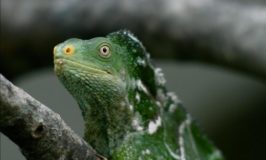 Monuriki Crested Iguana is genetically unique and listed as Critically Endangered