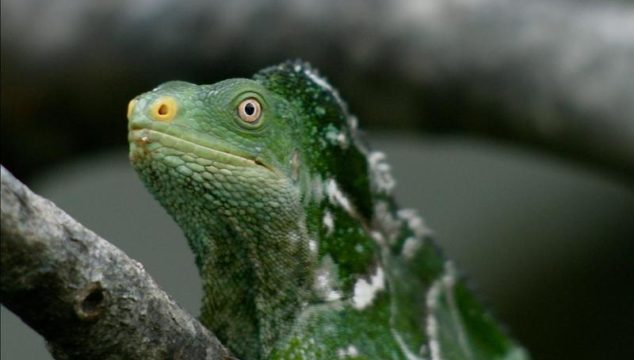 Monuriki Crested Iguana is genetically unique and listed as Critically Endangered