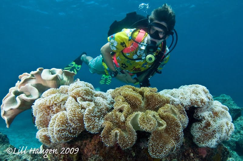 Diveaway Fiji on Coral Coast, Fiji LILL HAUGEN