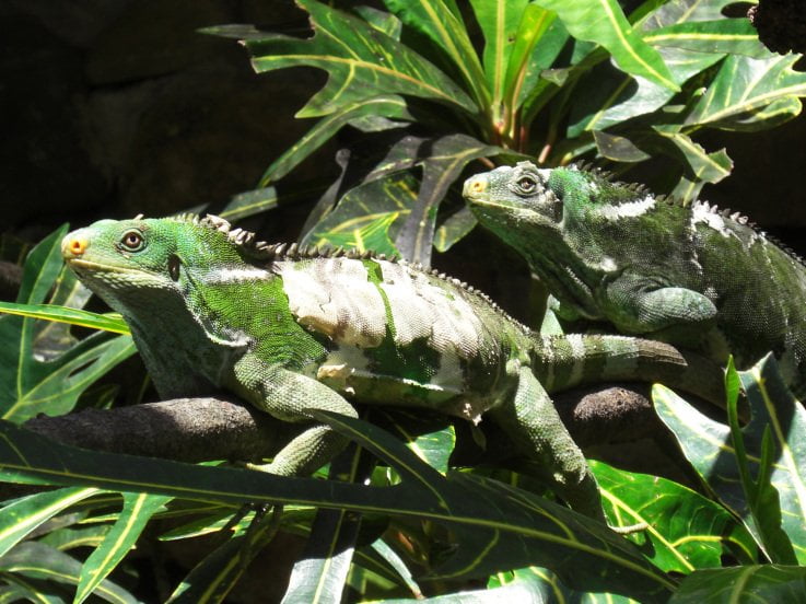 Iguanas at Kula Eco Park, Coral Coast, Fiji