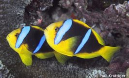 Diveaway Fiji on Coral Coast, Fiji