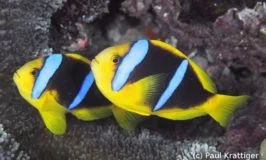 Diveaway Fiji on Coral Coast, Fiji