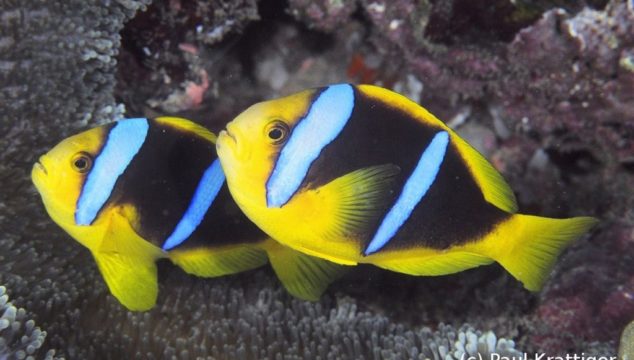 Diveaway Fiji on Coral Coast, Fiji