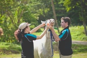 Vets treat horses in the heart of horse country
