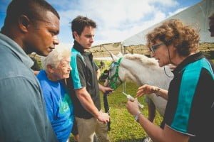 Vets treat horses in the heart of horse country