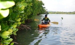 Mangrove kayak tour