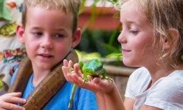 Interacting with the banded iguana and a boa (courtesy Kula Wild Adventure Park)