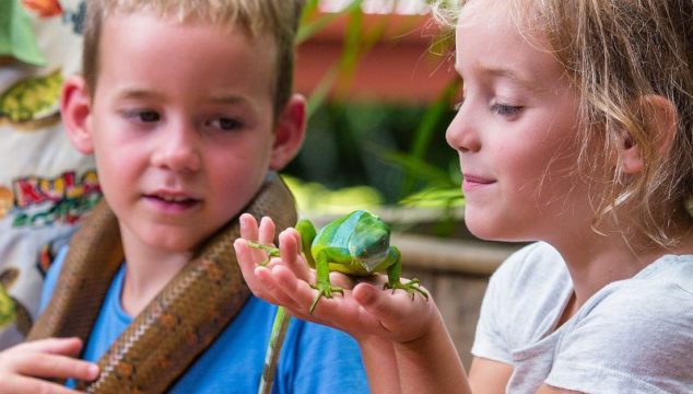 Interacting with the banded iguana and a boa (courtesy Kula Wild Adventure Park)