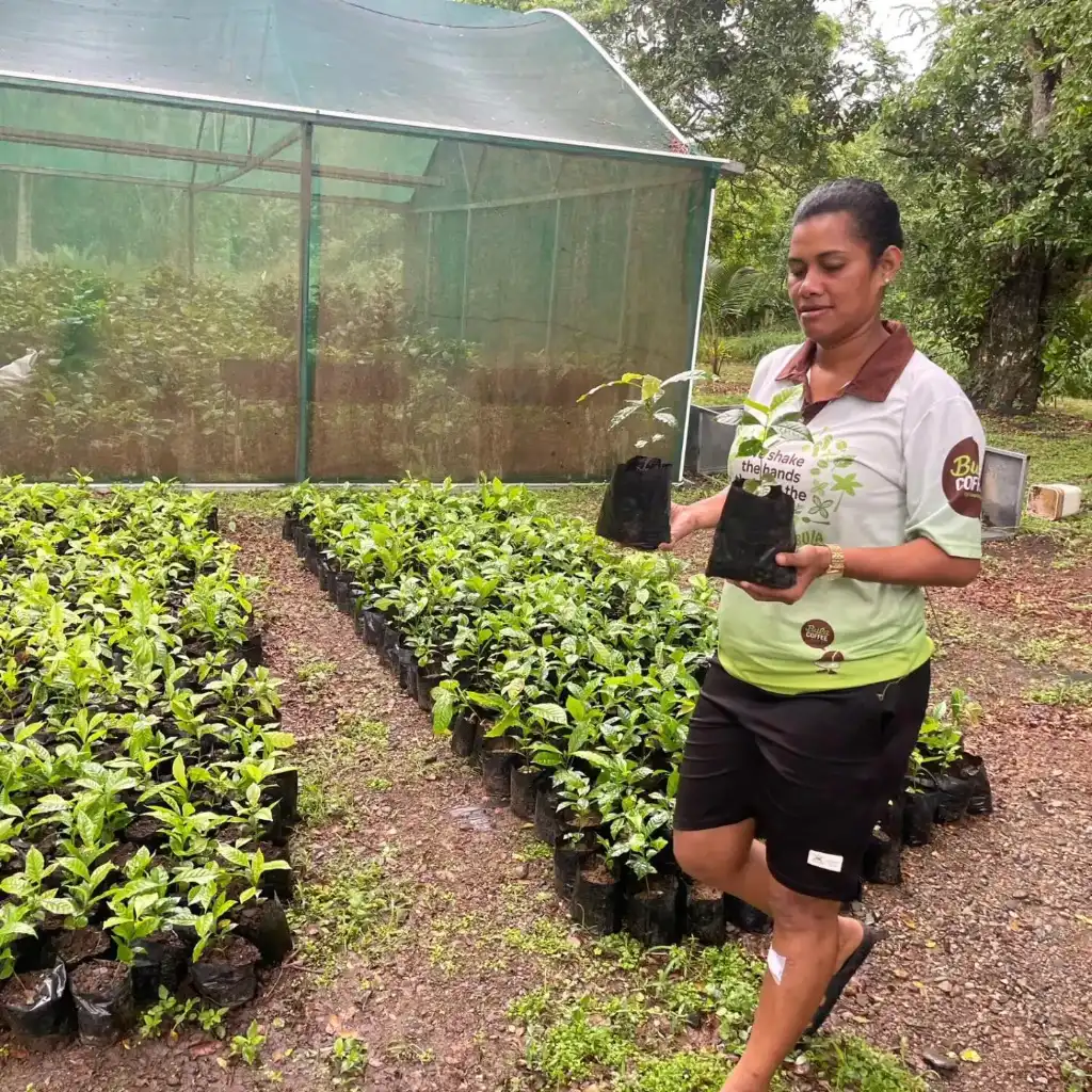 Bula Coffee is now helping villages move from wild harvesting to establishing managed plantations using locally grown seedlings. Photo / Supplied.